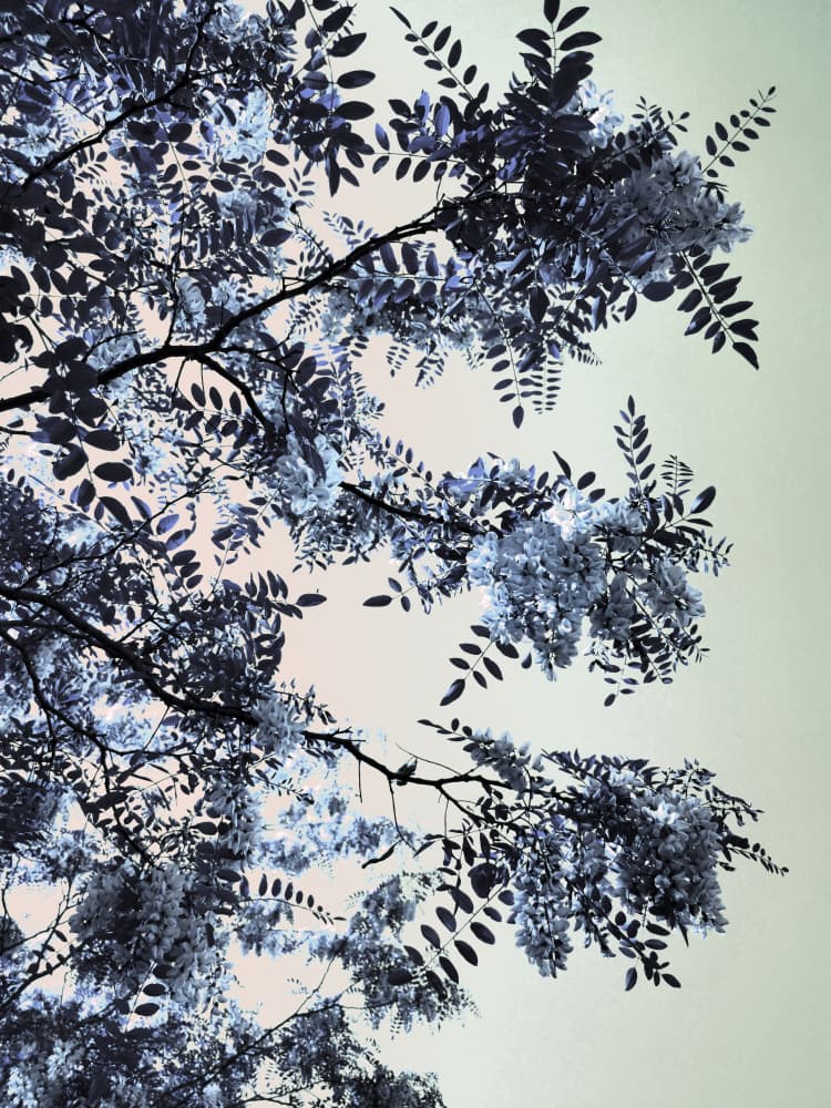 Blue Tree Blossoms by Angelo Cerantola — canvas wall art