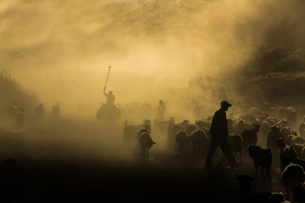 Shepherds in Golden Dust by Ummu Nisan Kandilcioglu — canvas wall art