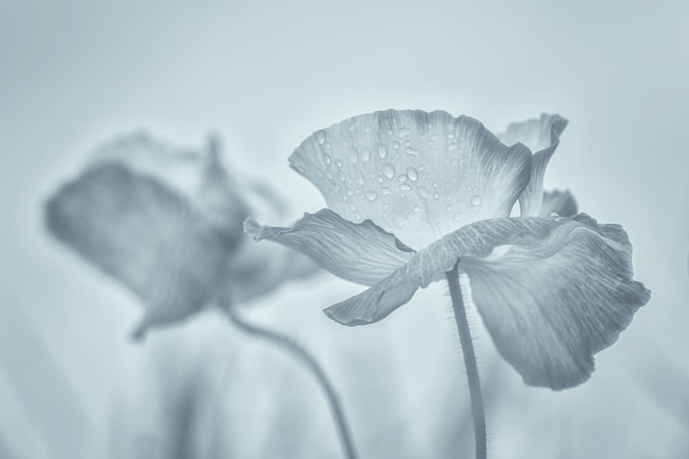 Soft Poppy Dewdrops by Satoshi Hatsumori — canvas wall art