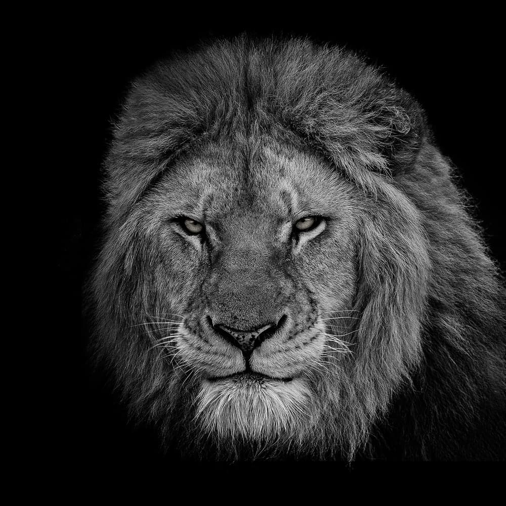 Powerful Lion Gaze by Sayyed Nayyer Reza — canvas wall art