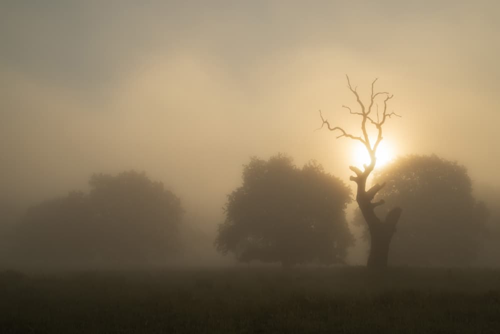 Misty Sunrise Trees by Alexandru Ionut Coman — canvas wall art