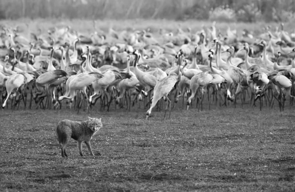 Fox Among Cranes by Amnon Eichelberg — canvas wall art
