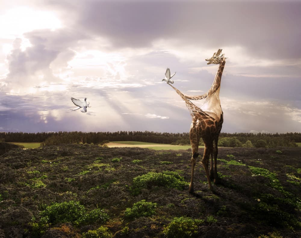 Gentle Giraffe Sky Dream by kazutoshikawakami — canvas wall art
