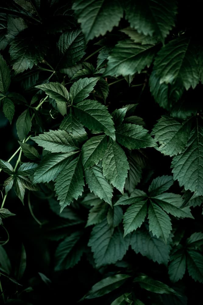 Dark Leaves 13 by Mareike Böhmer — canvas wall art
