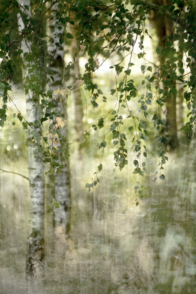 Dreamy Birch Forest by Christina Sillen — canvas wall art