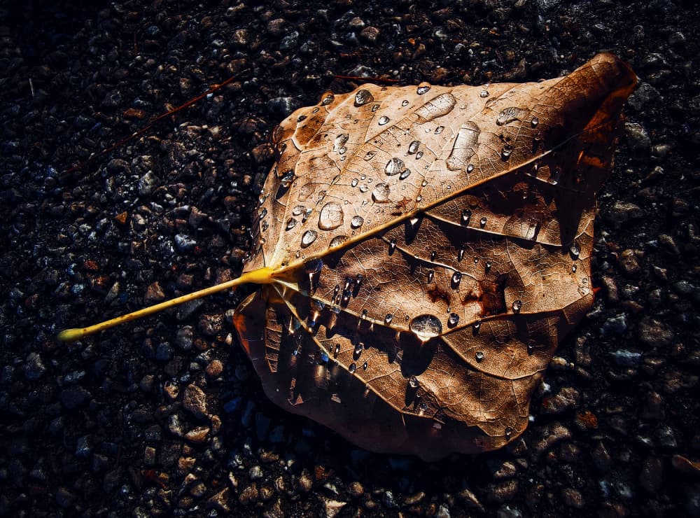 Glistening Autumn Leaf by Luigi Greco — canvas wall art