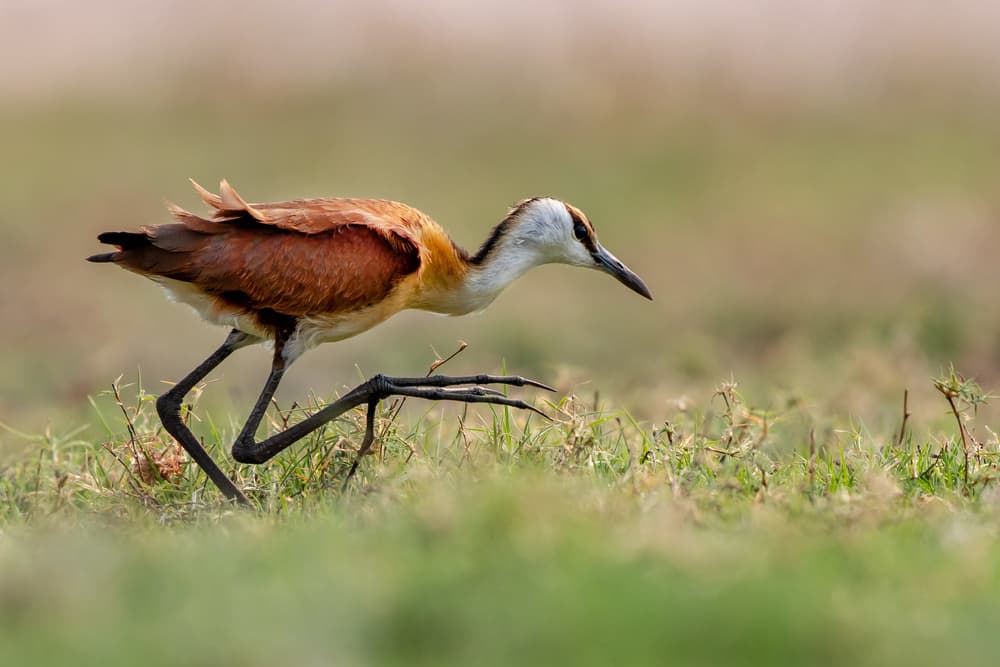 African Jacana Walking by Alessandro Catta — canvas wall art