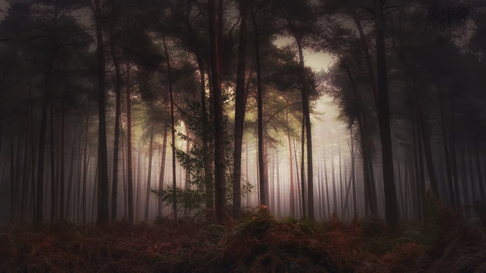 Misty Forest Light by Saskia Dingemans — canvas wall art