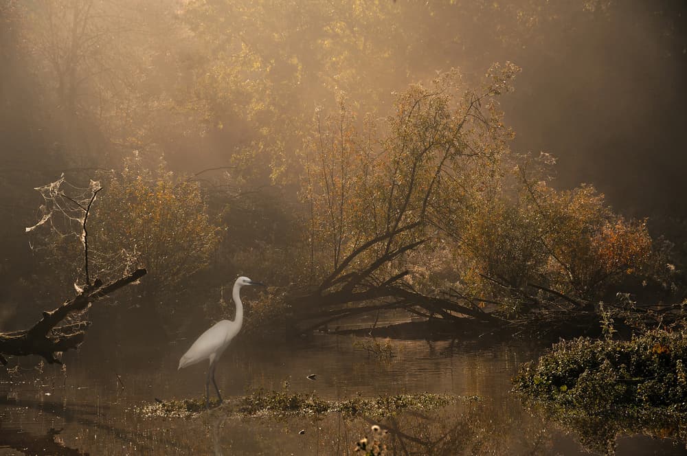 Egret in Golden Mist by Lou Urlings — canvas wall art