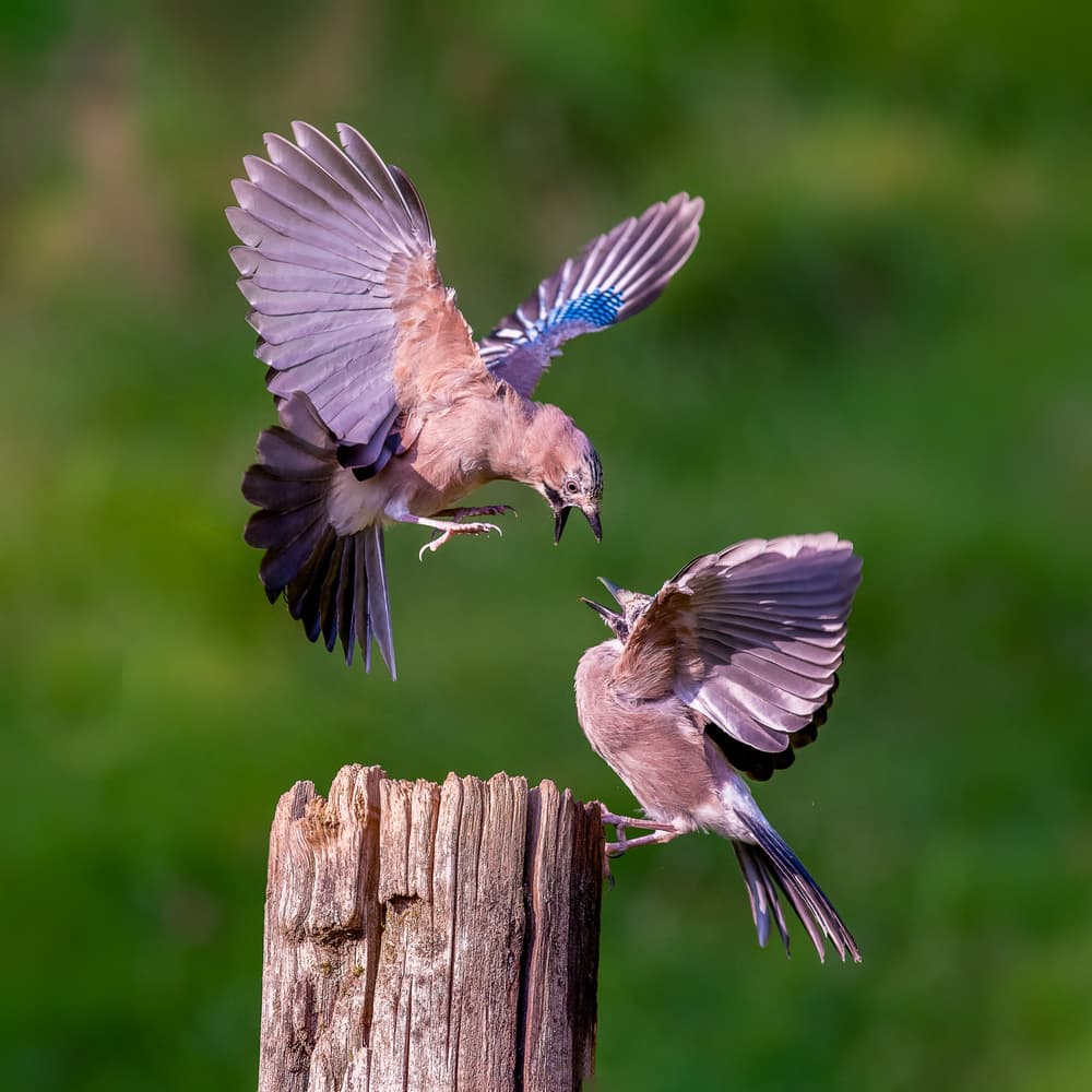 Jays Feeding on Post by Chris Latham — canvas wall art