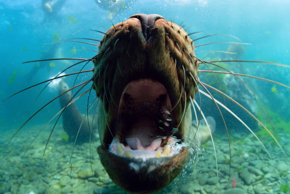 Open Mouth Sea Lion by Andrey Narchuk — canvas wall art