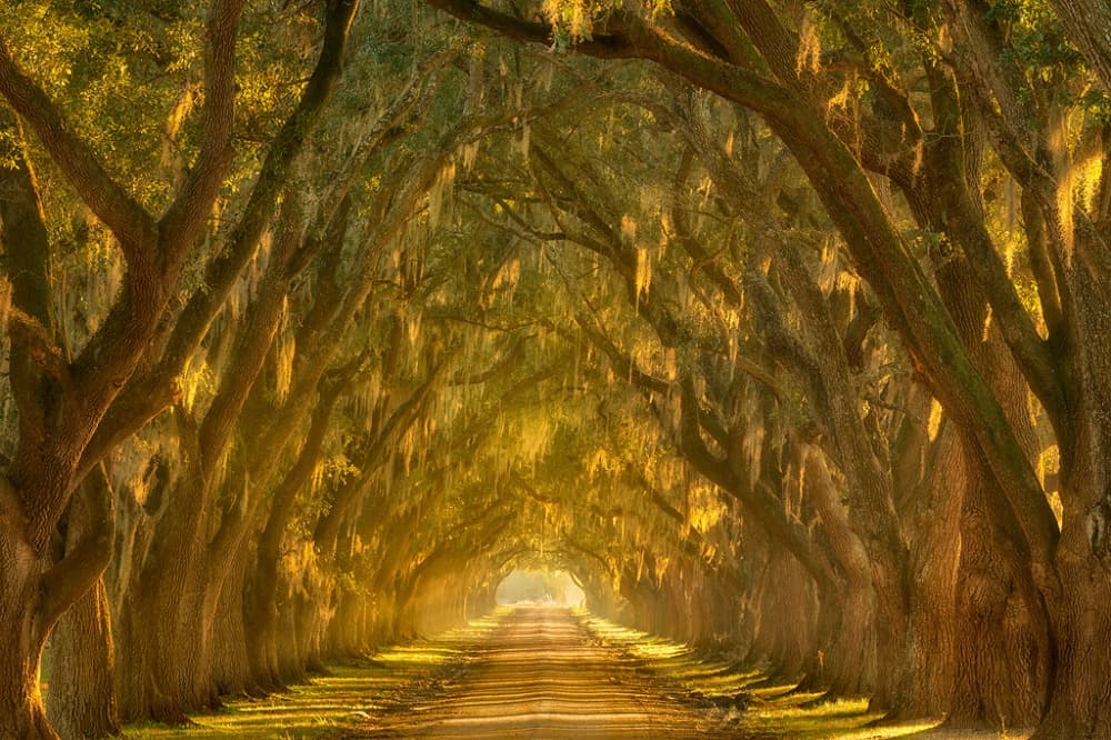 Golden Tree Tunnel by Chris Moore — canvas wall art