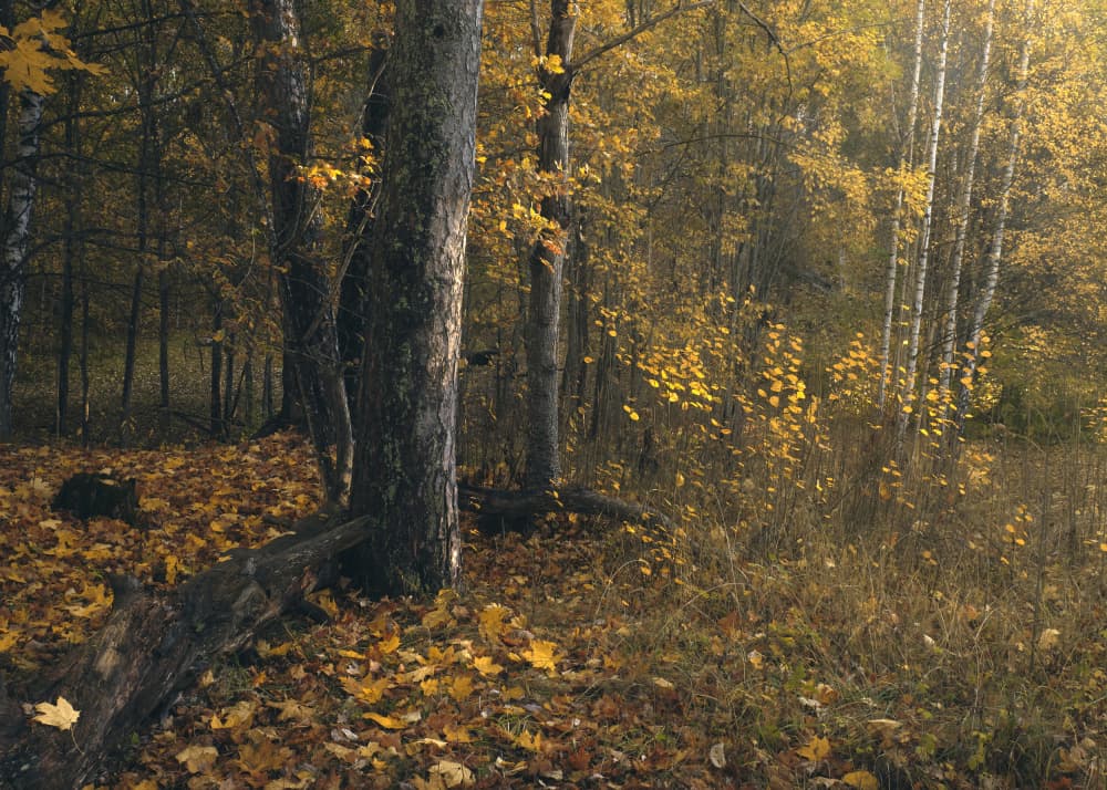Golden Autumn Forest by Hamed Bank — canvas wall art