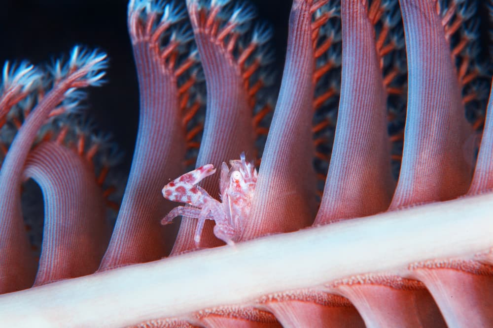 Pink Spotted Coral Crab by Andrey Narchuk — canvas wall art