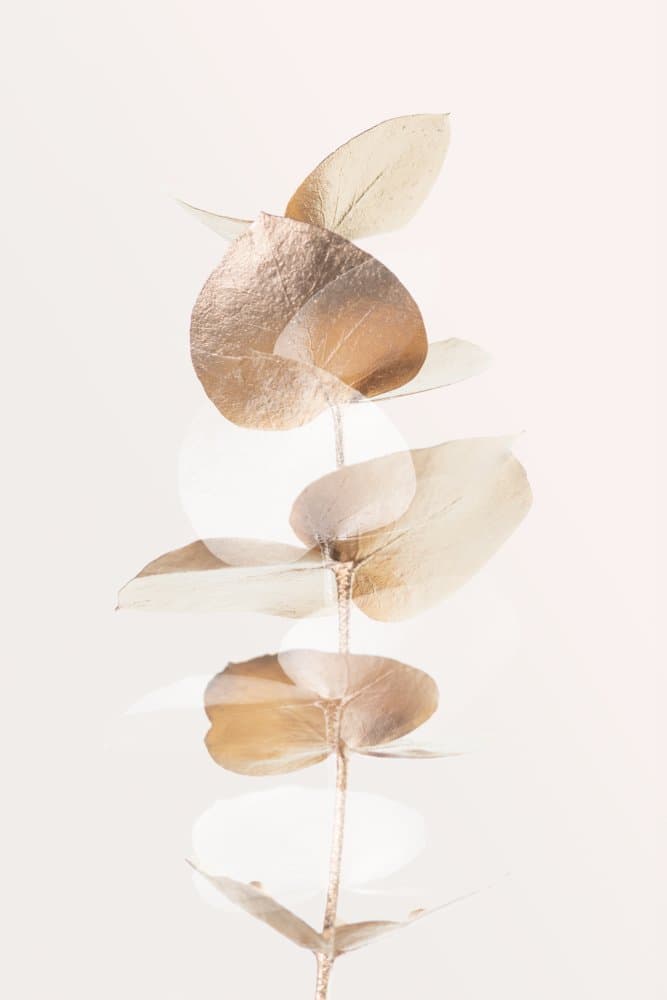 Golden Eucalyptus Branch by Pictufy Studio III — canvas wall art