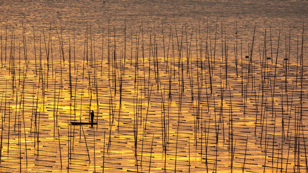Golden Water Field by Jie Jin — canvas wall art