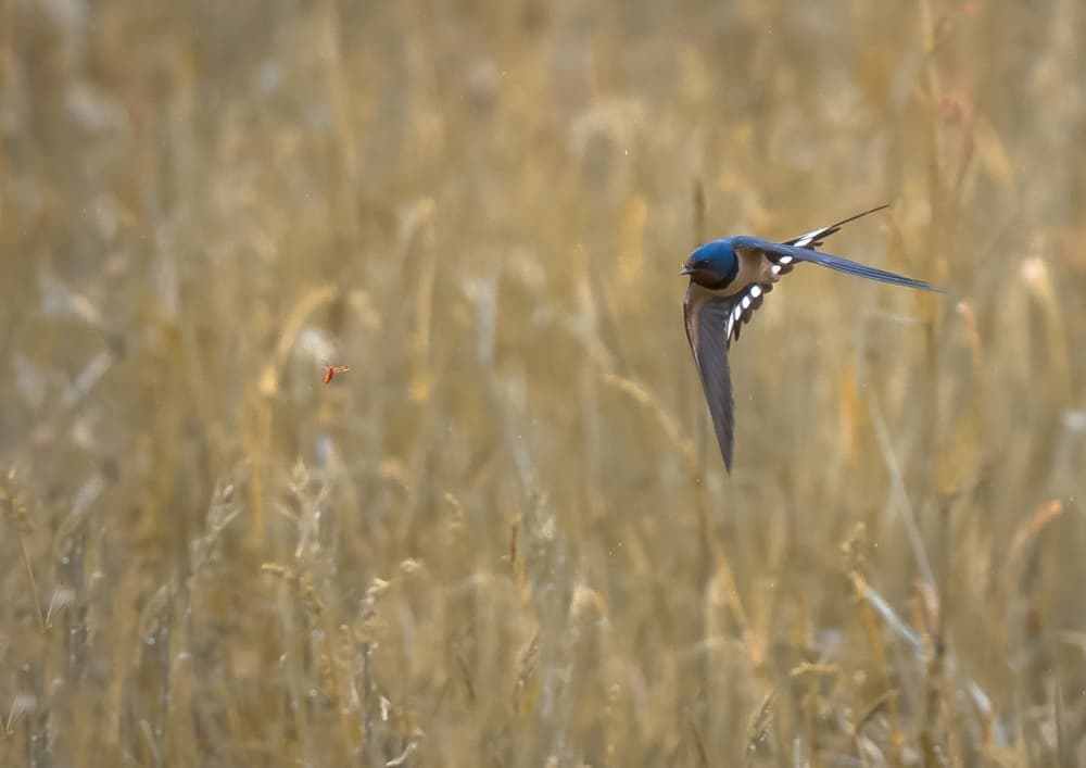Barn Swallow Hunts Golden Field by Jean-Luc BESSON — canvas wall art