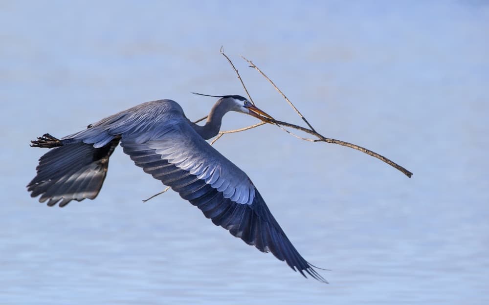 Heron Carrying Branch by verdon — canvas wall art