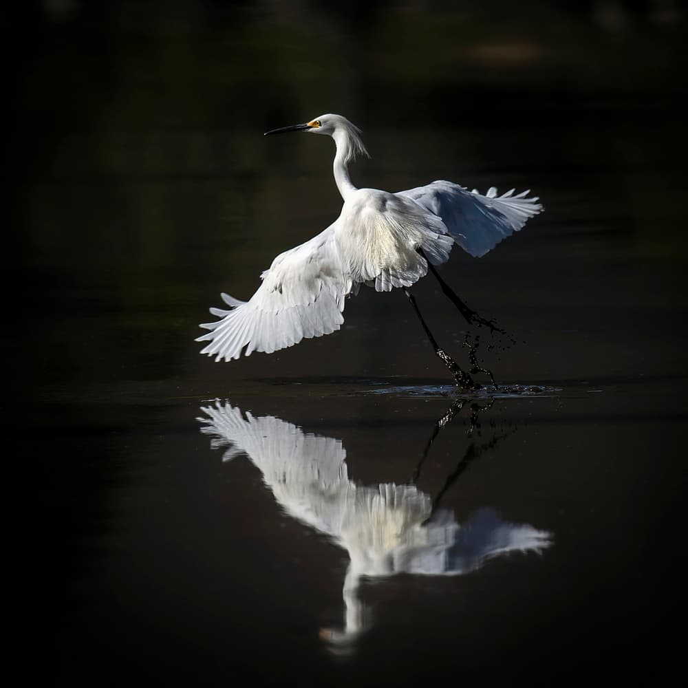 Graceful Egret Flight by David H Yang — canvas wall art