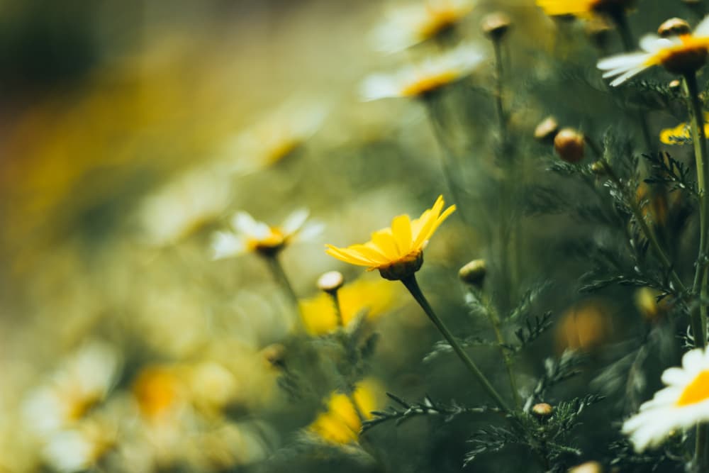 Soft Yellow Daisies by Javier Pardina — canvas wall art