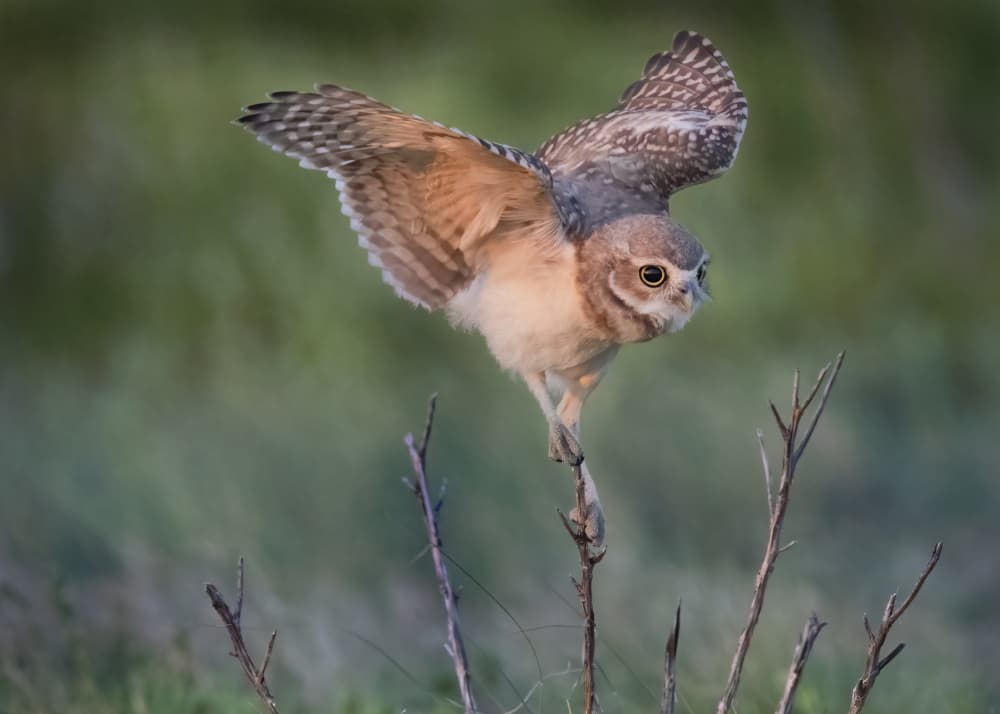 Curious Burrowing Owl by Ming Chen — canvas wall art