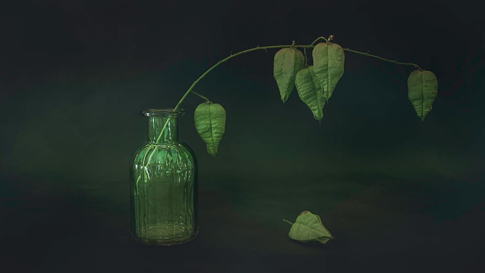 Green Leaf Still Life by Cicek Kiral — canvas wall art