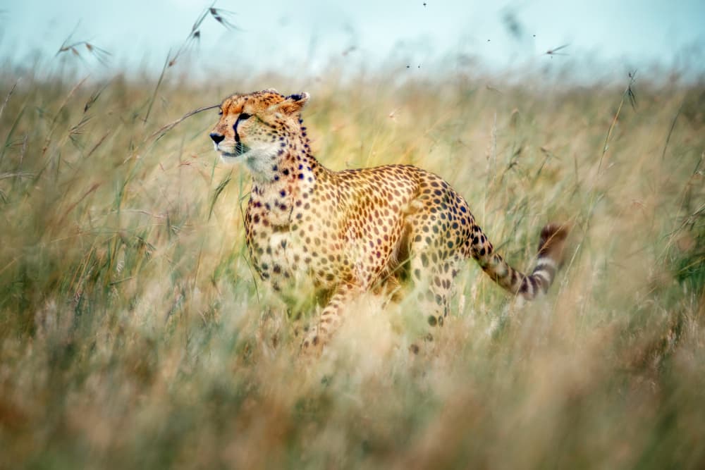 Cheetah Running Wild by Roshkumar — canvas wall art