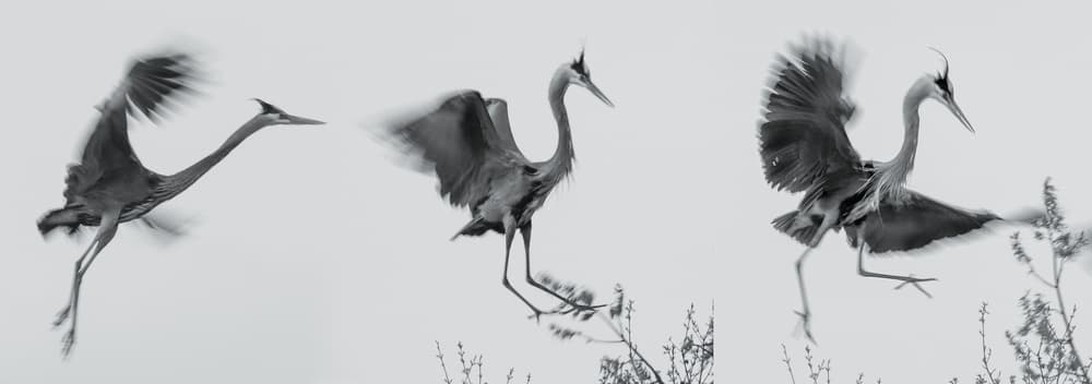 Heron Taking Flight by Yanny Liu — canvas wall art