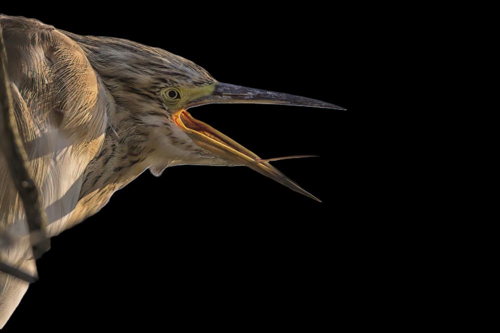 Vocal Heron Close-up by alberti Patrick — canvas wall art