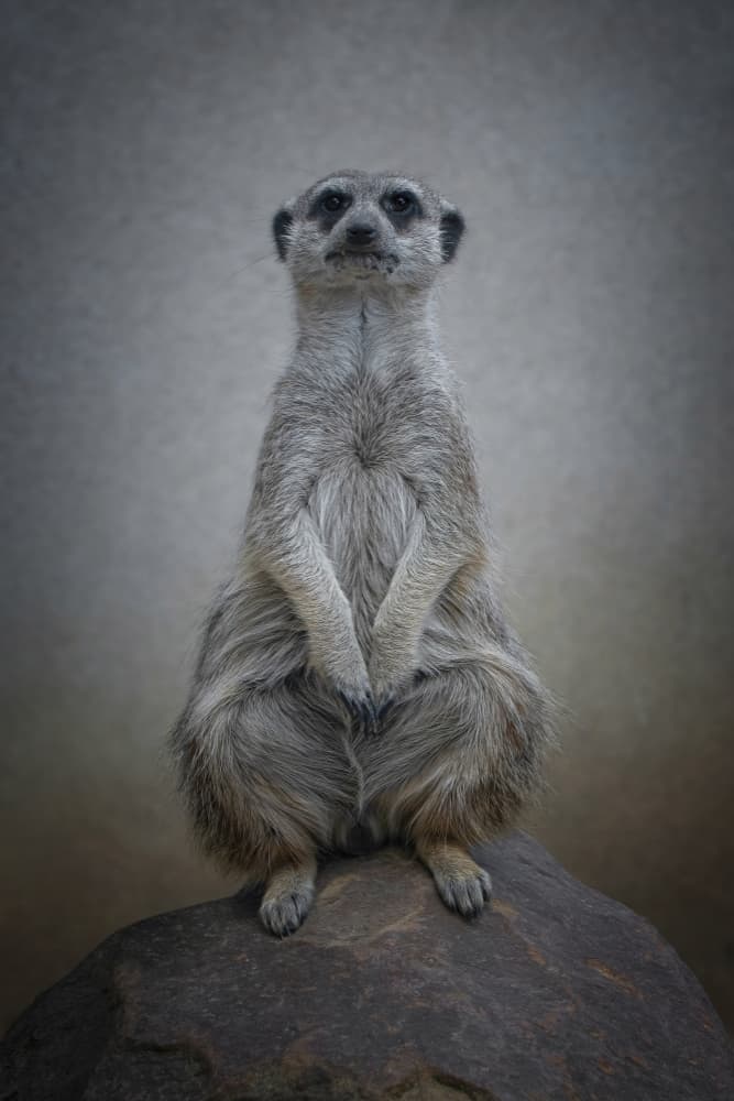 Alert Meerkat Portrait by Mathilde Guillemot — canvas wall art
