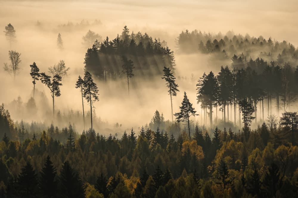 Misty Forest Sunlight by Ilona Rosenkrancová — canvas wall art