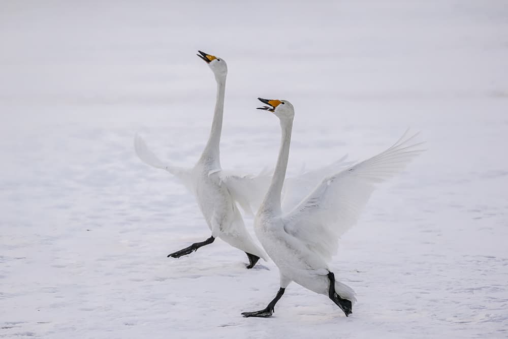 Swans Running In Snow by Raymond Ren Rong Liu — canvas wall art