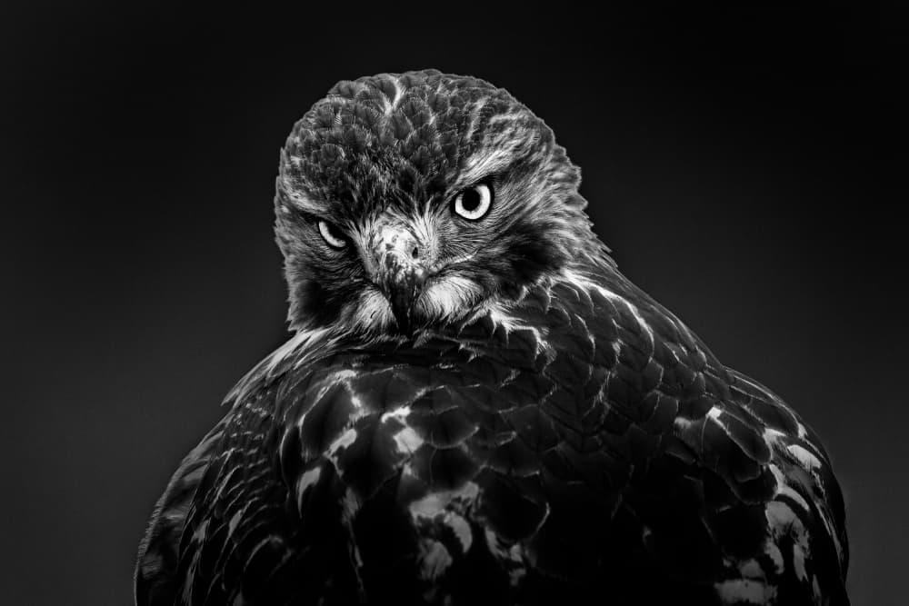 Intense Hawk Gaze by Steven Zhou — canvas wall art