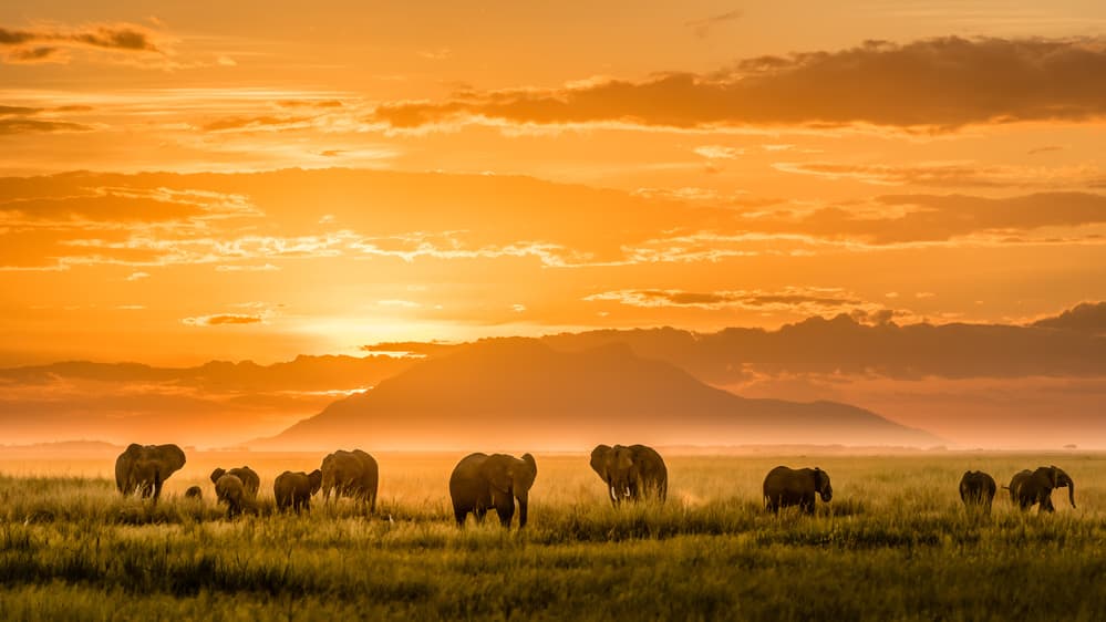 African Sunset Elephants by John J. Chen — canvas wall art