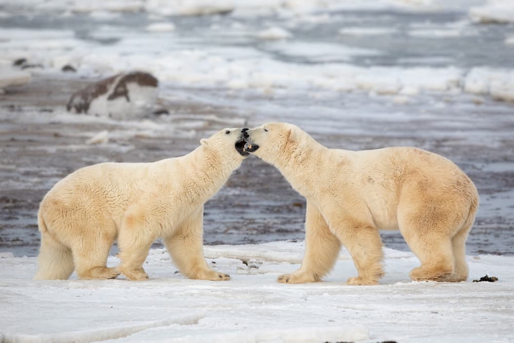 Playful Polar Bears by Alessandro Catta — canvas wall art