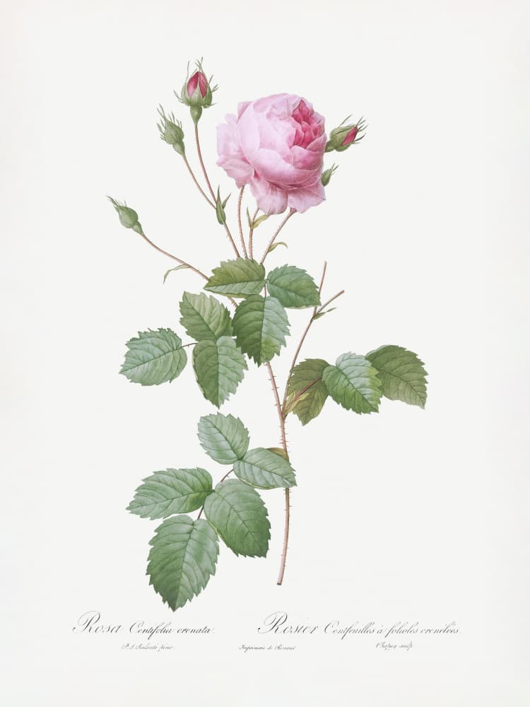 Crenate Leaved Cabbage Rose, Les Roses (1817–1824) by Pierre-Joseph Redoute — canvas wall art