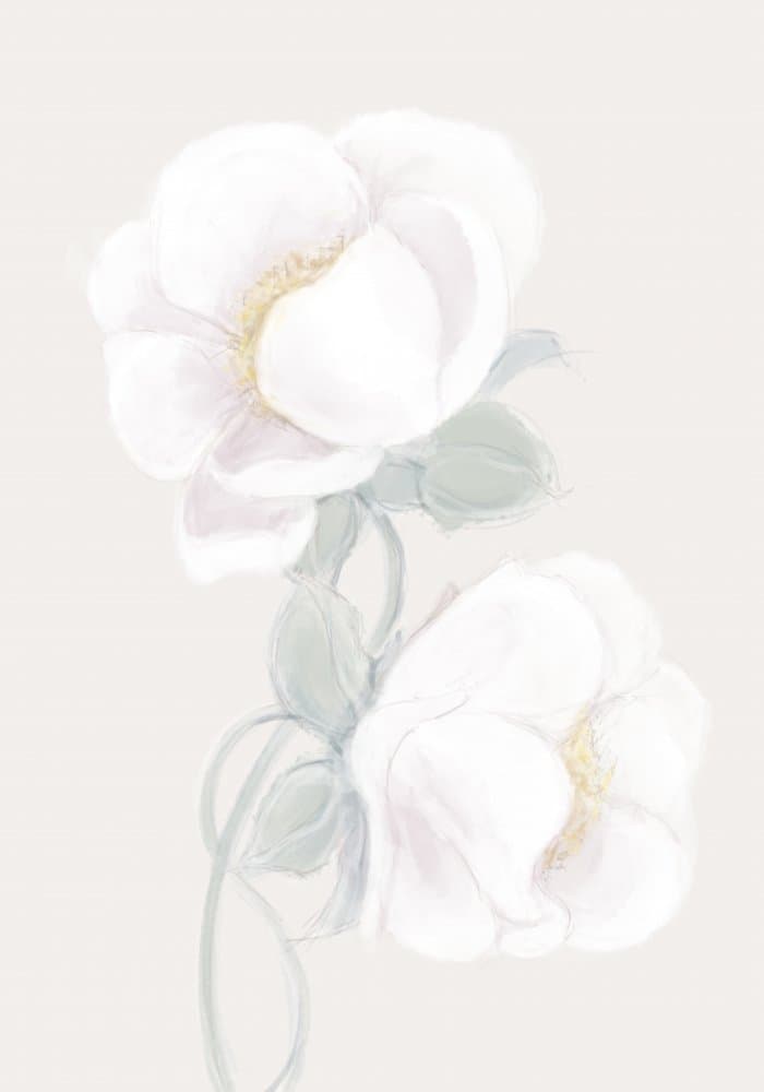 Delicate White Blooms by Pictufy Studio II — canvas wall art