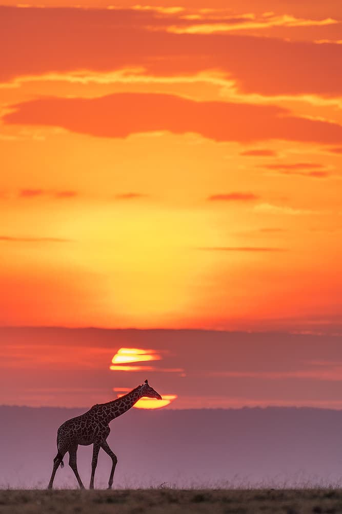 Giraffe Sunset Walk by Henry Zhao — canvas wall art