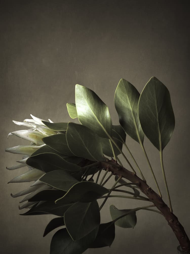 Elegant Botanical Branch by Thabiet Kamaldien — canvas wall art
