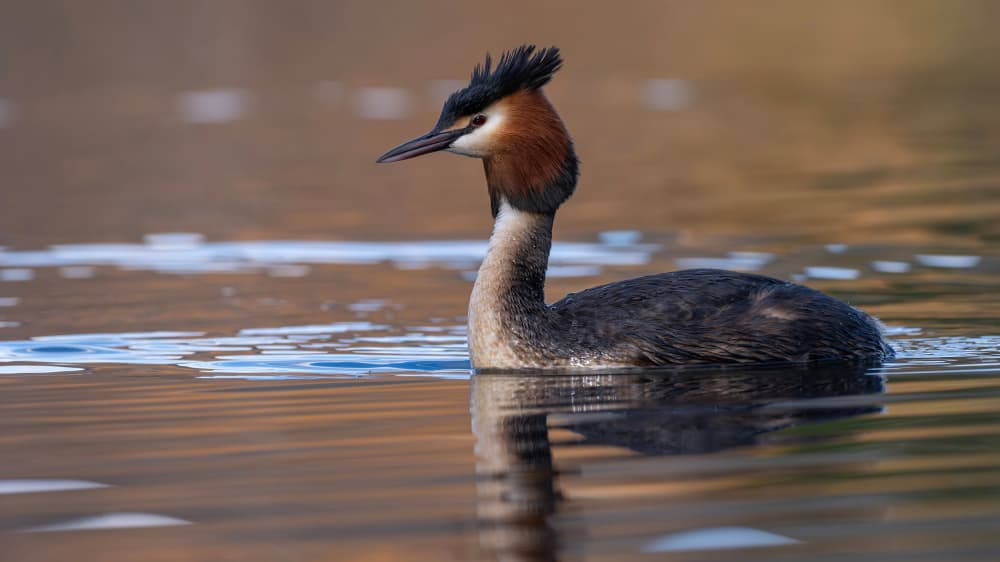 Serene Grebe on Water by Emanuel Papamanolis — canvas wall art