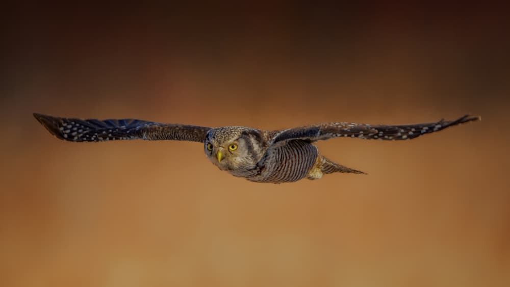 Northern Hawk-Owl in Flight by Jacob (Jian) Xu — canvas wall art