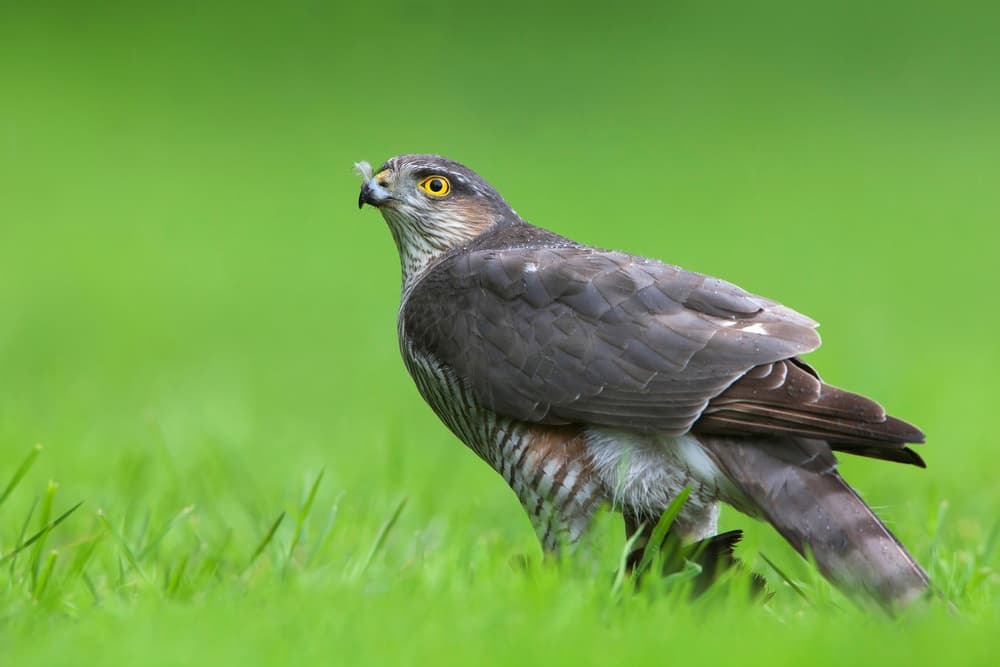 Sparrowhawk Feathered Gaze by Rob Olivier — canvas wall art