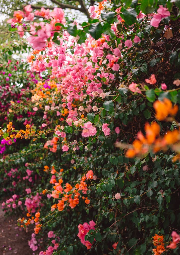 Vibrant Bougainvillea Blooms by Bethany Young — canvas wall art