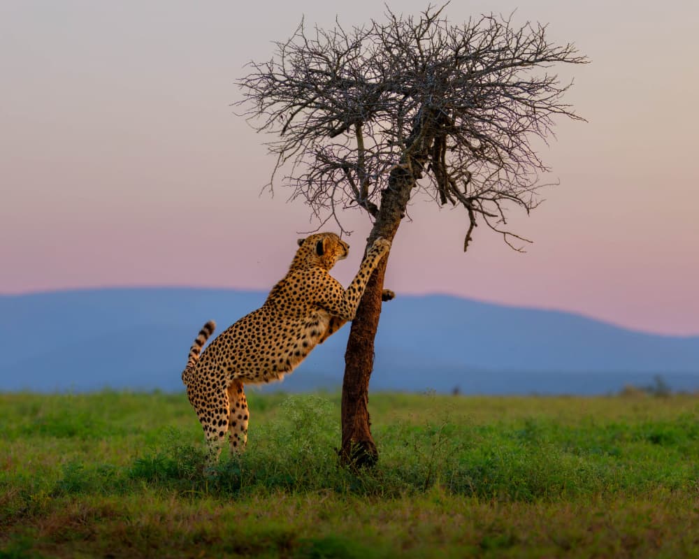 Cheetah Stretching At Sunset by Siyu_Wei APA — canvas wall art