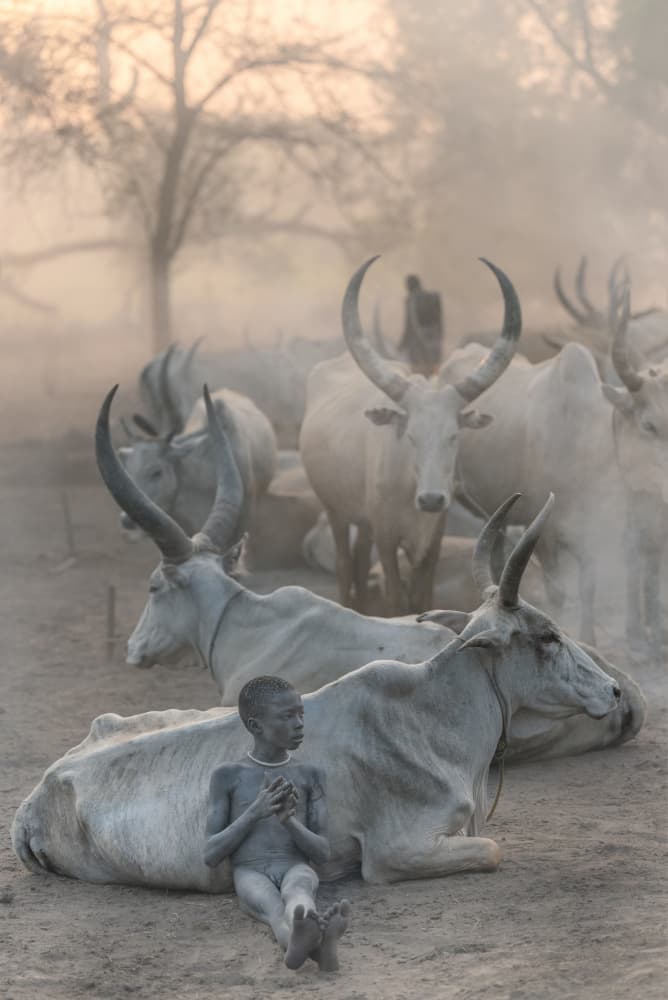 Dinka Boy and Cattle by Trevor Cole — canvas wall art