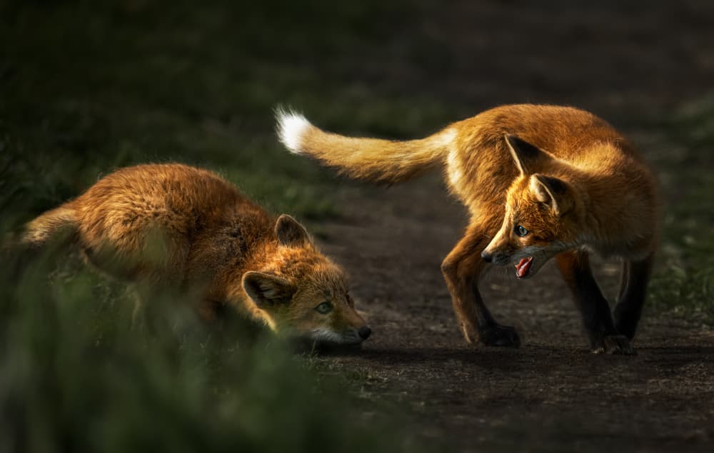 Playful Red Foxes by Lydia Jacobs — canvas wall art