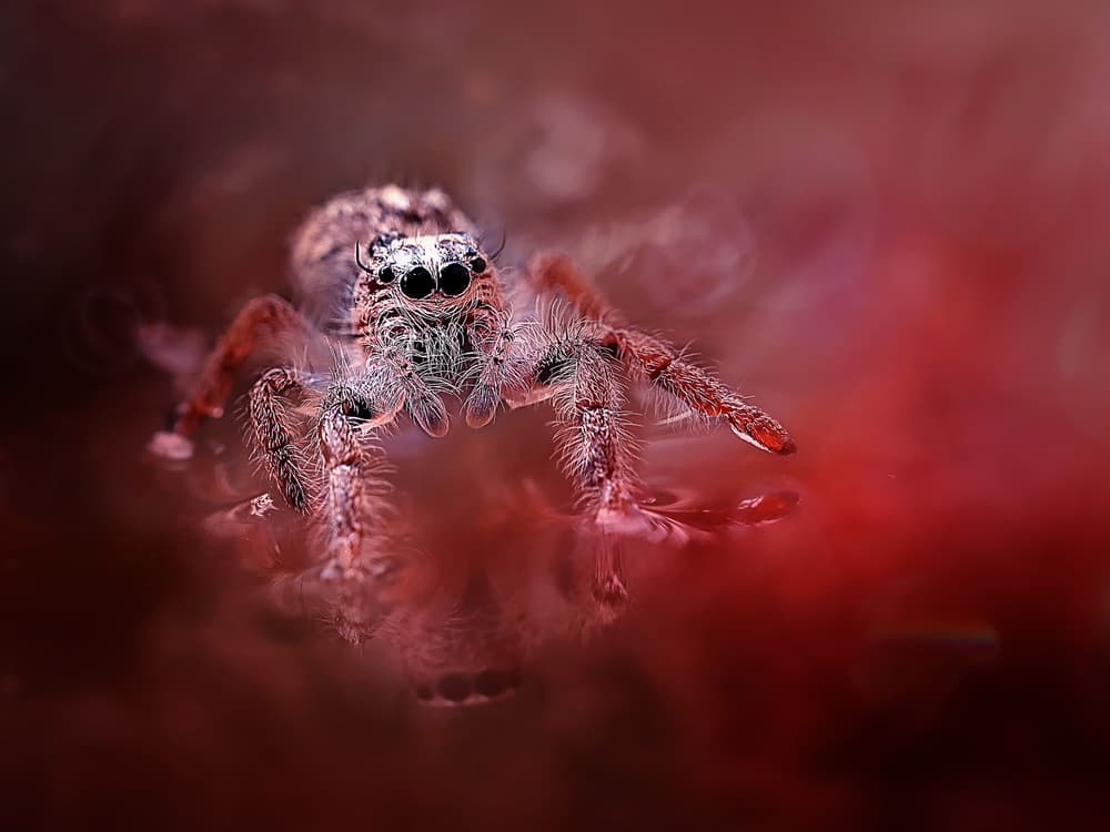 Red Jumping Spider Macro by Fauzan Maududdin — canvas wall art
