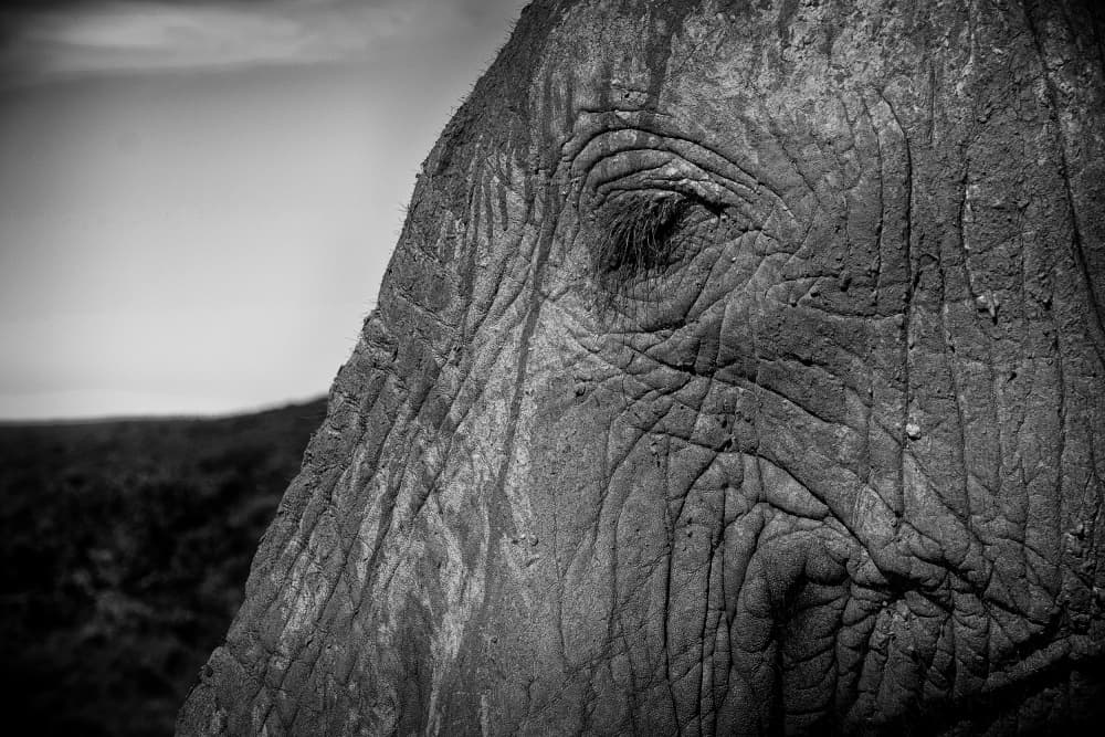 Majestic Elephant Eye by Dan Edwards — canvas wall art