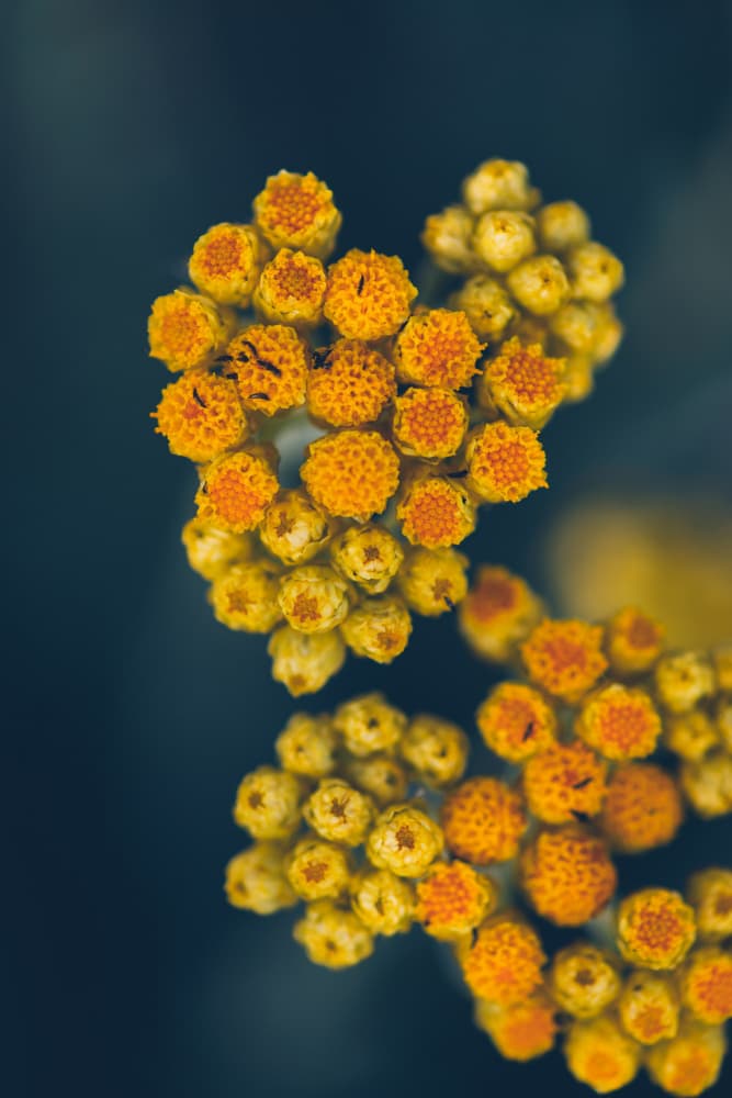 Golden Yellow Buds by Javier Pardina — canvas wall art