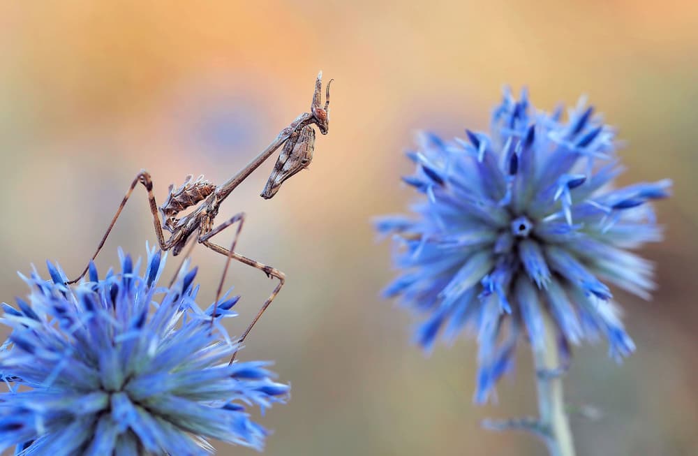Mantis on Blue Thistle by Thierry Dufour — canvas wall art